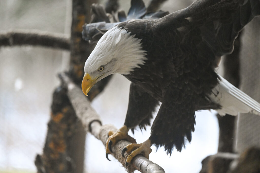 Eagle. Photo Credit: Maine Wildlife Eagle. Photo Credit: Maine Wildlife