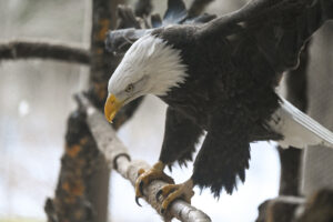 Eagle. Photo Credit: Maine Wildlife