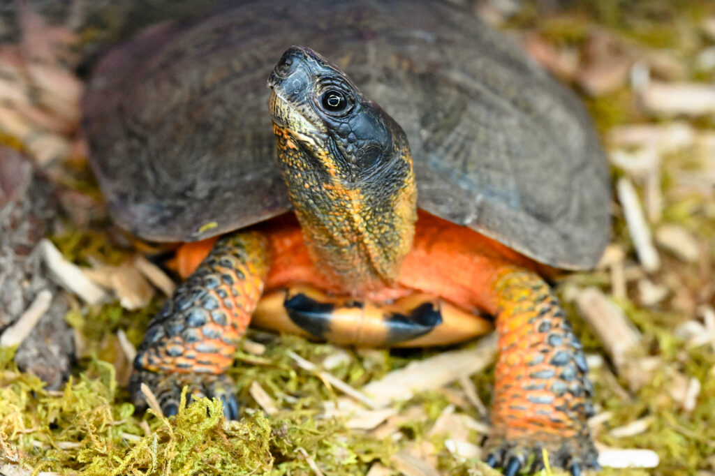 Turtle. Photo Credit: Maine Wildlife Park Turtle. Photo Credit: Maine Wildlife Park