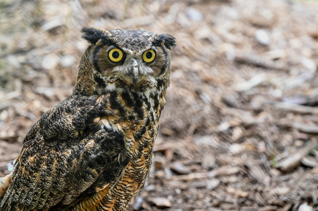 Owl. Photo Credit: Maine Wildlife Park Owl. Photo Credit: Maine Wildlife Park