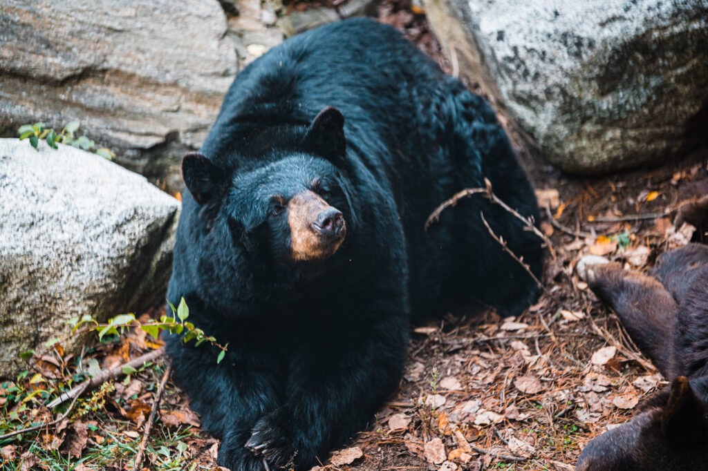 Black Bear. Photo Credit: Maine Wildlife Park Black Bear. Photo Credit: Maine Wildlife Park