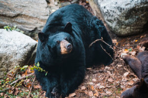 Black Bear. Photo Credit: Maine Wildlife Park