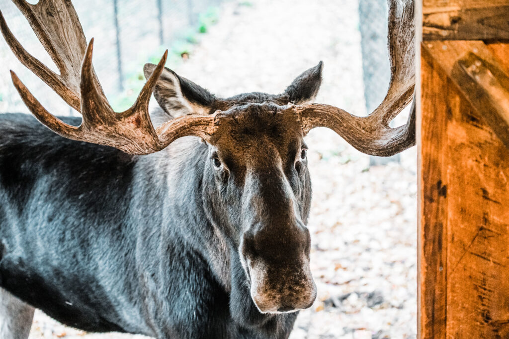 Moose. Photo Provided by Maine Wildlife Park Moose. Photo Provided by Maine Wildlife Park