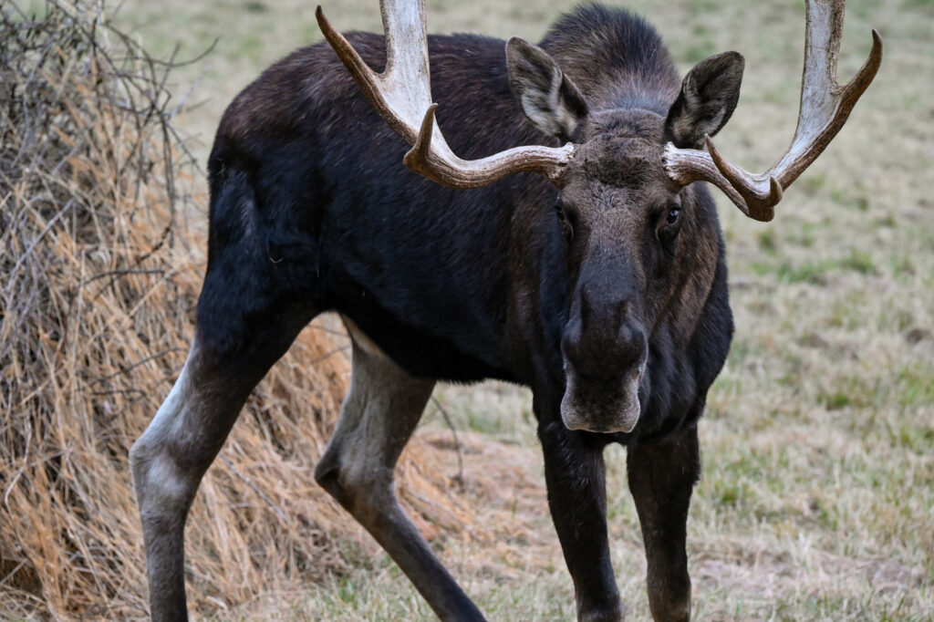 Moose. Photo Provided by Maine Wildlife Park Moose. Photo Provided by Maine Wildlife Park