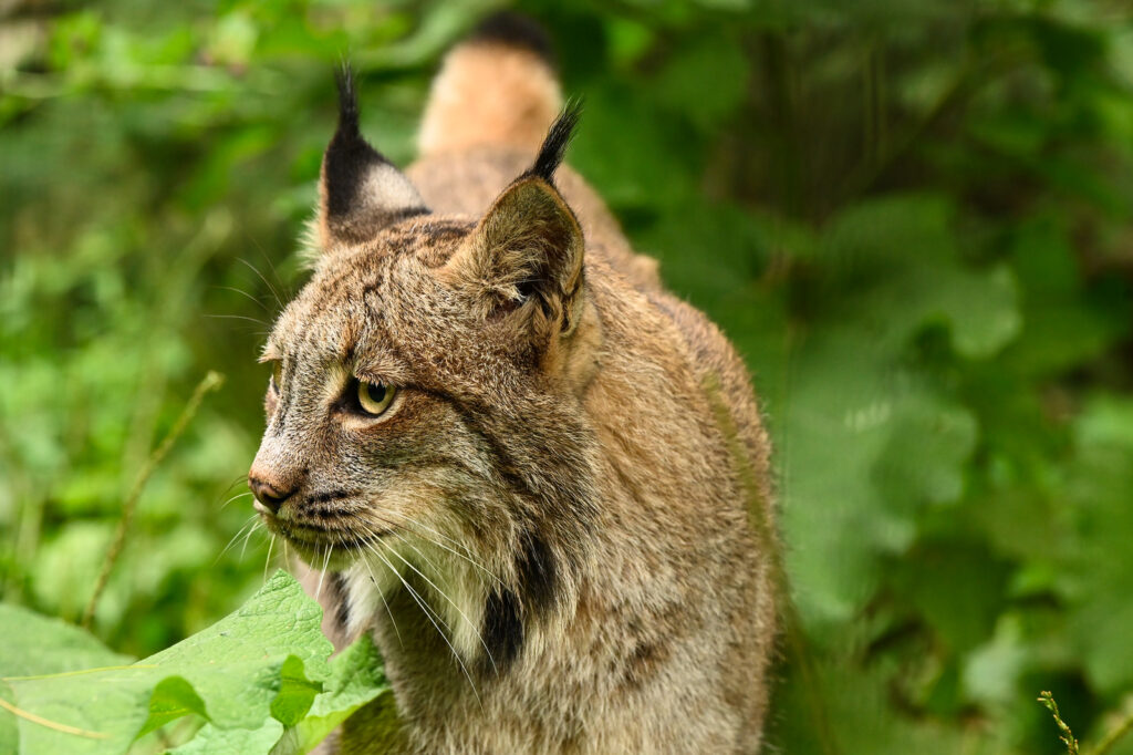 Lynx. Photo Credit: Maine Wildlife Park Lynx. Photo Credit: Maine Wildlife Park