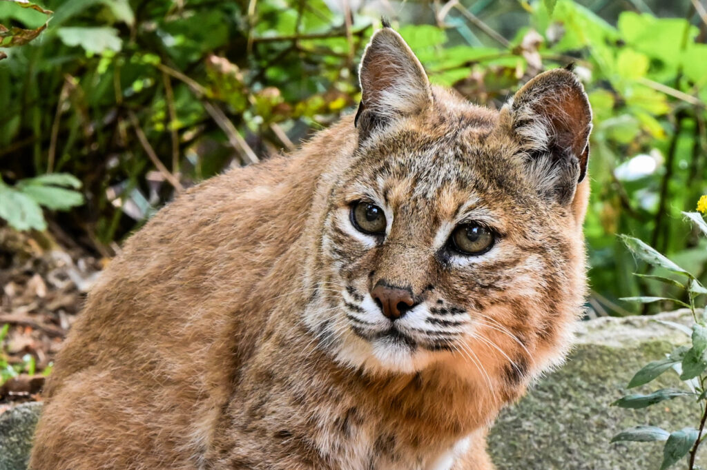 Bobcat. Photo Credit: Maine Wildlife Park Bobcat. Photo Credit: Maine Wildlife Park