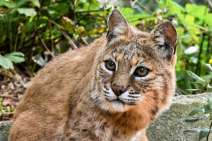 Bobcat. Photo Credit: Maine Wildlife Park