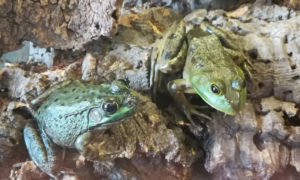 Photo Courtesy of Children's Museum + Theatre of Maine