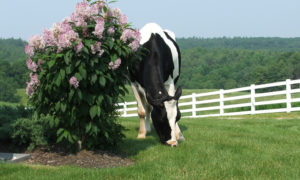 Cow. Photo Provided by Pineland Farms