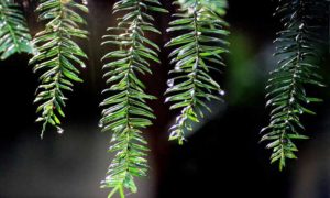 Pine needles. Photo Provided by Green Tree Event Consultants Pine needles. Photo Provided by Green Tree Event Consultants