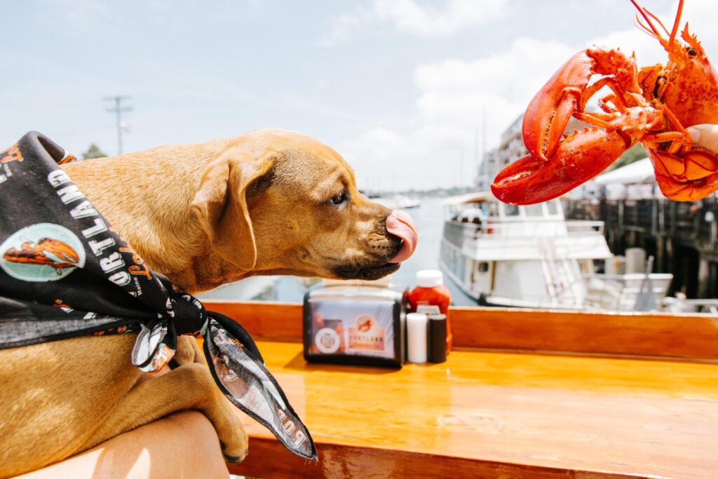 Dog with Lobster. Photo Credit: Jamie Mercurio Photography