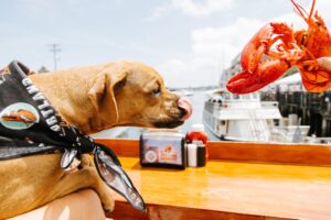 Dog with Lobster. Photo Credit: Jamie Mercurio Photography