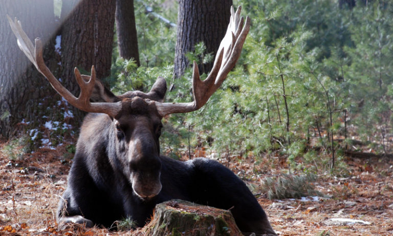 Moose. Photo Provided by Maine Wildlife Park Moose. Photo Provided by Maine Wildlife Park