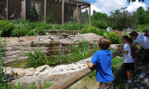 Outdoor Exhibit. Photo Provided by Maine Wildlife Park