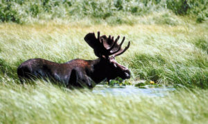 Moose. Photo Provided by Maine Tour Connection
