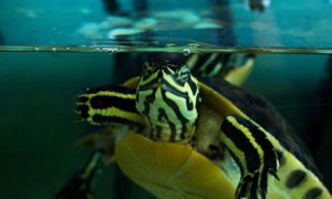 Photo Courtesy of Children's Museum + Theatre of Maine