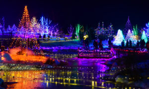 Lights show. Photo Provided by Coastal Maine Botanical Gardens