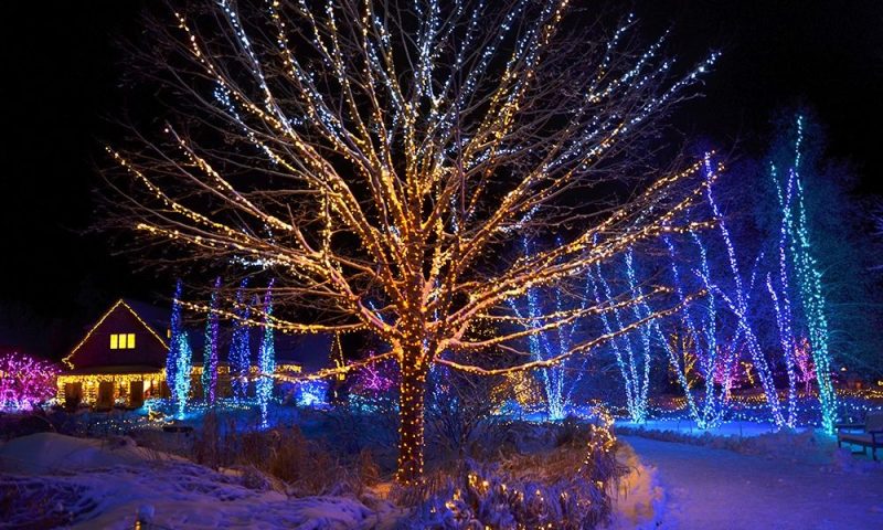 Winter Night Light Display. Photo Provided by Gardens Aglow