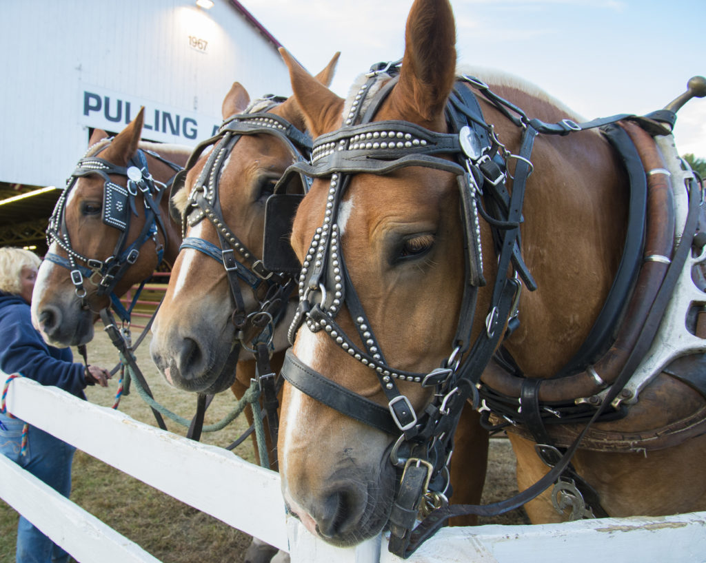 Horses at Cumberland Fair