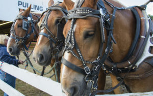 Horses at Cumberland Fair, Photo Credit: Chris Riccardo