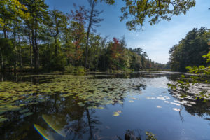 Robinson Woods, Cape Elizabeth. Photo Credit: CFW Photography