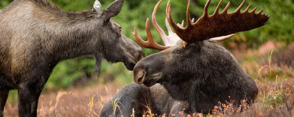 Two moose close to each other in wildlife park in maine