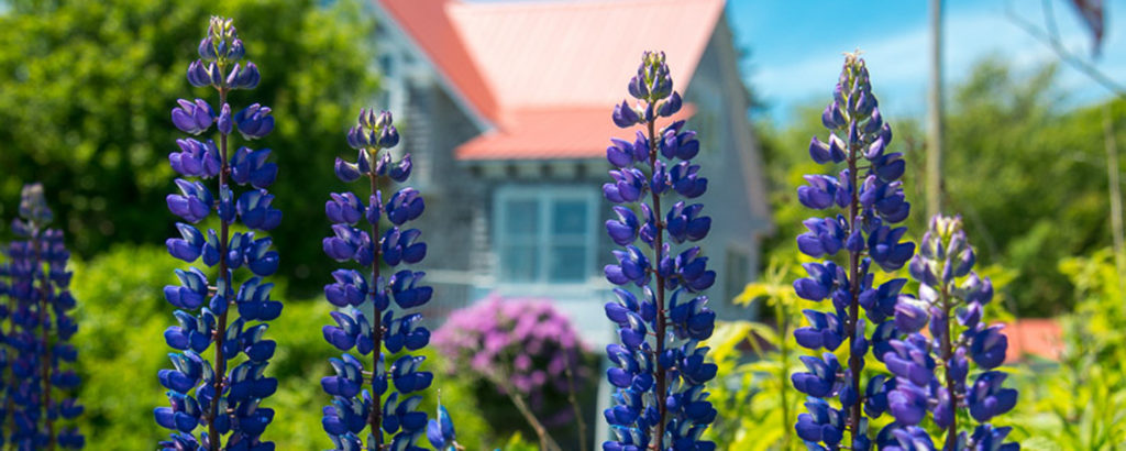 Coastal Purple Flowers, Photo Credit: Corey Templeton