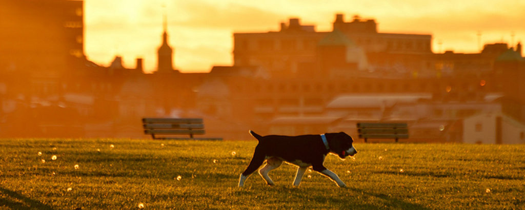 Portland Dog Sunset, Photo Credit: Corey Templeton