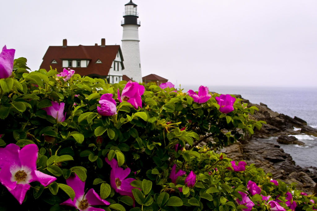 Portland Head Light Spring, Photo Courtesy of CFW Photography