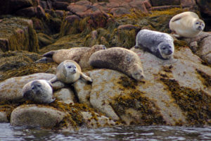 Seals on Rock in Casco Bay, Photo Courtesy of: Scenic Route, Maine Tours