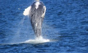 Whale Jumping out of Water. Photo Credit: Gail Quinlan