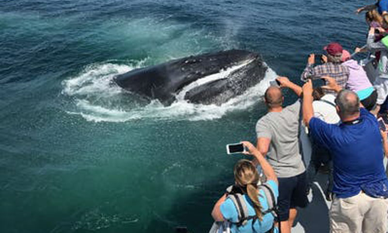 whale watching cruise portland maine