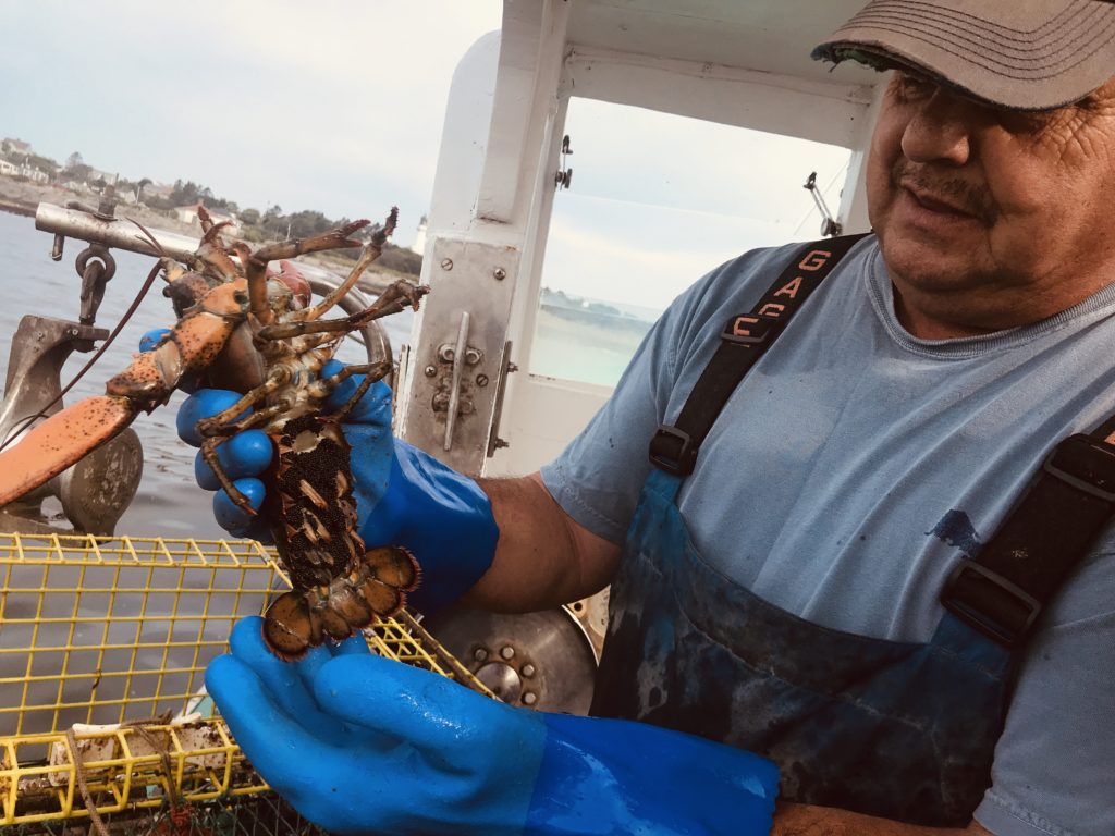 Pete the Lobsterman Holding a Live Lobster, Photo Courtesy of Visit Portland / GLP Films