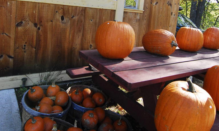 Pumpkin Patch, Photo Credit: Chris Lawrence Pumpkin Patch, Photo Credit: Chris Lawrence