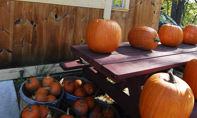 Pumpkin Patch, Photo Credit: Chris Lawrence