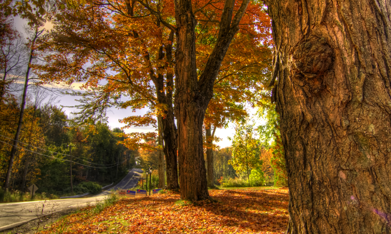 Golden Leaves and Fall Foilage Near Road, Photo Credit: Corey Templeton