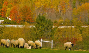 Sheep in Field with Fall Foliage, Photo Credit: Cynthia Farr-Weinfeld