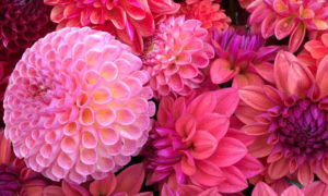 Photo Courtesy of Mowfield and E Grace Design