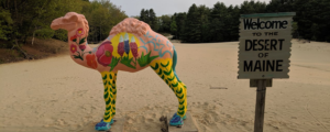 Desert of Maine Camel, Photo Courtesy of Visit Freeport