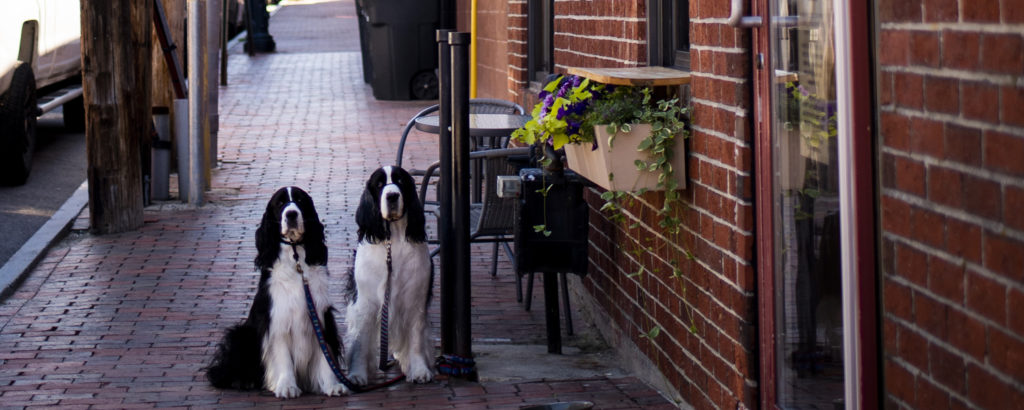 Dogs on Sidewalk. Photo Credit: Capshore Photography
