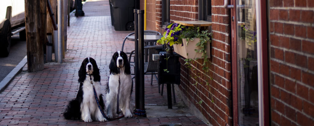 Dogs on Sidewalk. Photo Credit: Capshore Photography Dogs on Sidewalk. Photo Credit: Capshore Photography