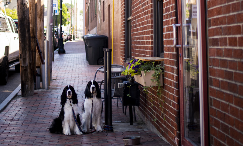 Dogs on Sidewalk. Photo Credit: Capshore Photography