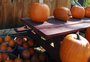 Pumpkins. Photo Credit: Chris Lawrence