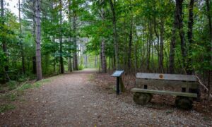Cumberland Town Forest. Photo Credit: Serena Folding