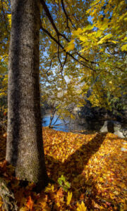 Pratt's Brook Park, Photo Credits: Serena Folding