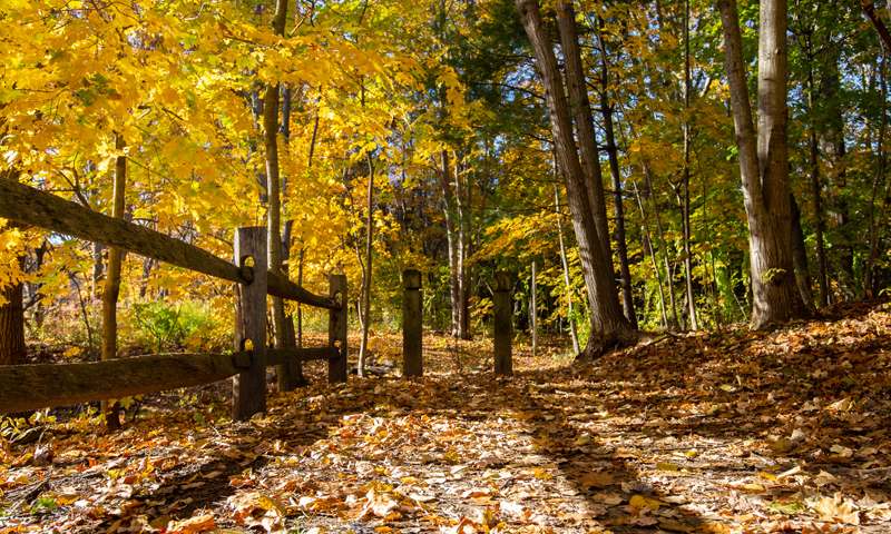 Hinckley Park Leaves, Photo Credit Serena Folding