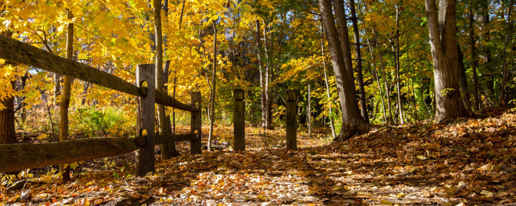 Hinckley Park Leaves, Photo Credit Serena Folding