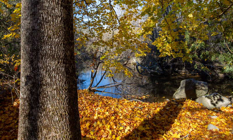 Pratt's brook Park Photo Credit Serena Folding