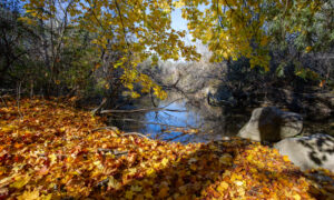 Pratt's Brook Park Photo Credit Serena Folding