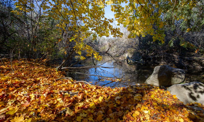 Pratt's Brook Park Photo Credit Serena Folding